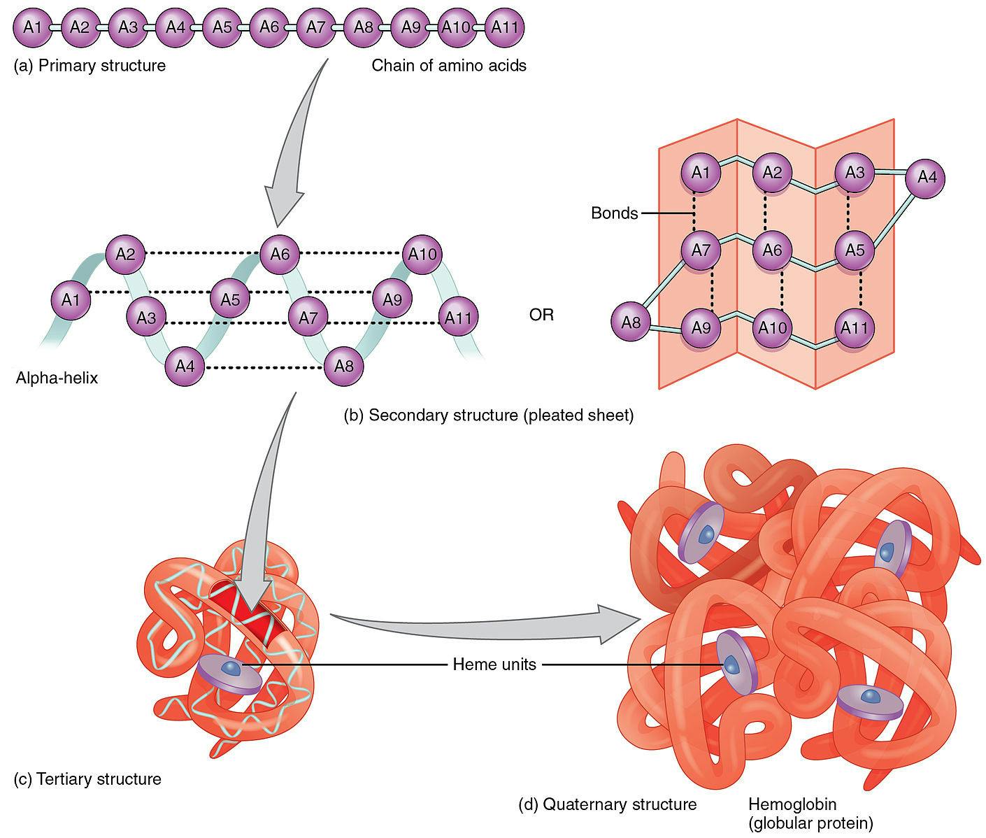 ANATOMY AND PHYSIOLOGY / CC BY 3.0
AlphaFold helps predict protein folding and structure, helping researchers better understand protein function.&nbsp;