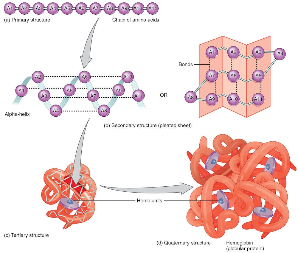 225-peptide-bond-01