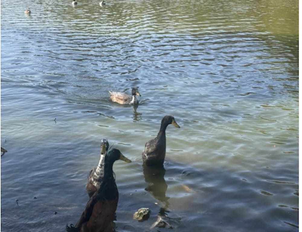 screenshot-2026-04-09-at-11-07-06-am