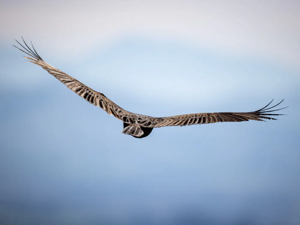 WORLD WILDLIFE / CC0 1.0
Amy Balanoff discusses her research into the development of avian flight with The News-Letter.