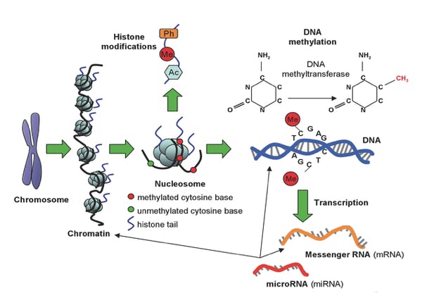 CC BY-SA 2.0
Levels of DNA methylation can be used as a marker of disease risk factors.&nbsp;