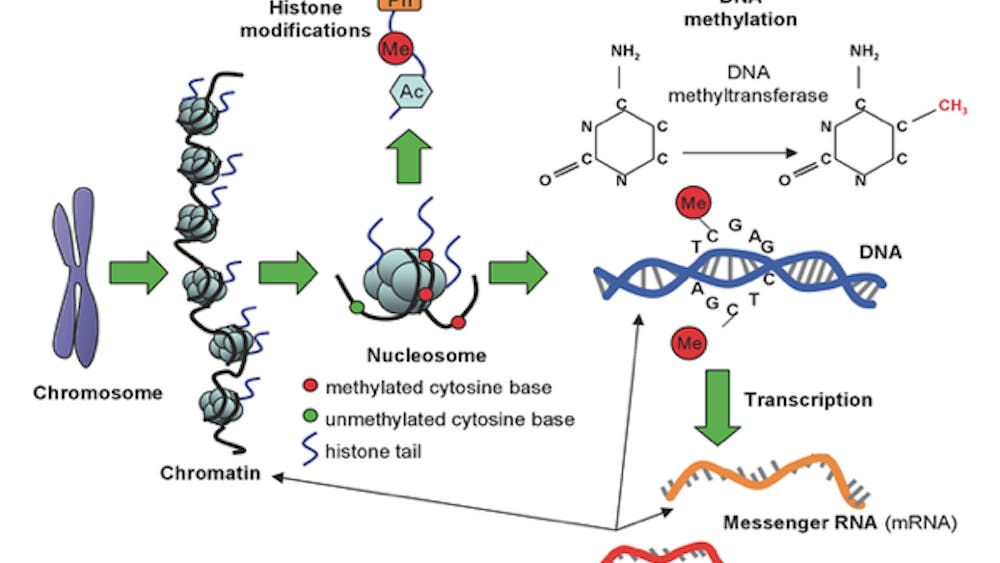 CC BY-SA 2.0
Levels of DNA methylation can be used as a marker of disease risk factors. 