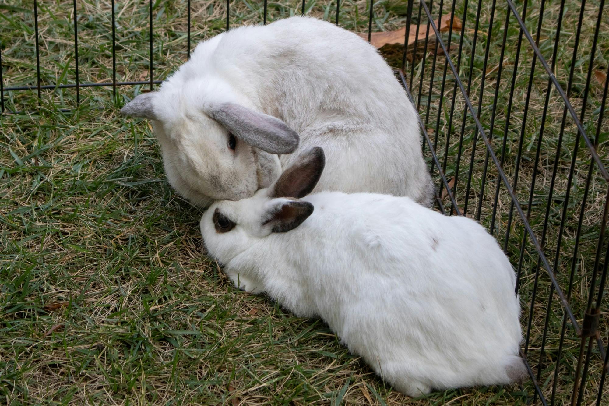 EDA INCEKARA/PHOTOGRAPHY EDITOR