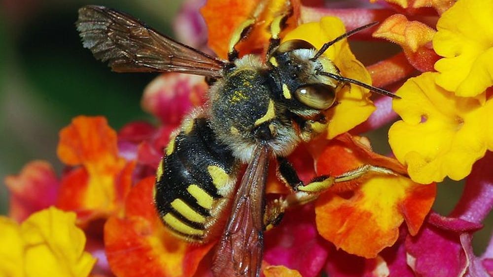 PUBLIC DOMAIN
Honey bees create a unique protein that protects them from infection.