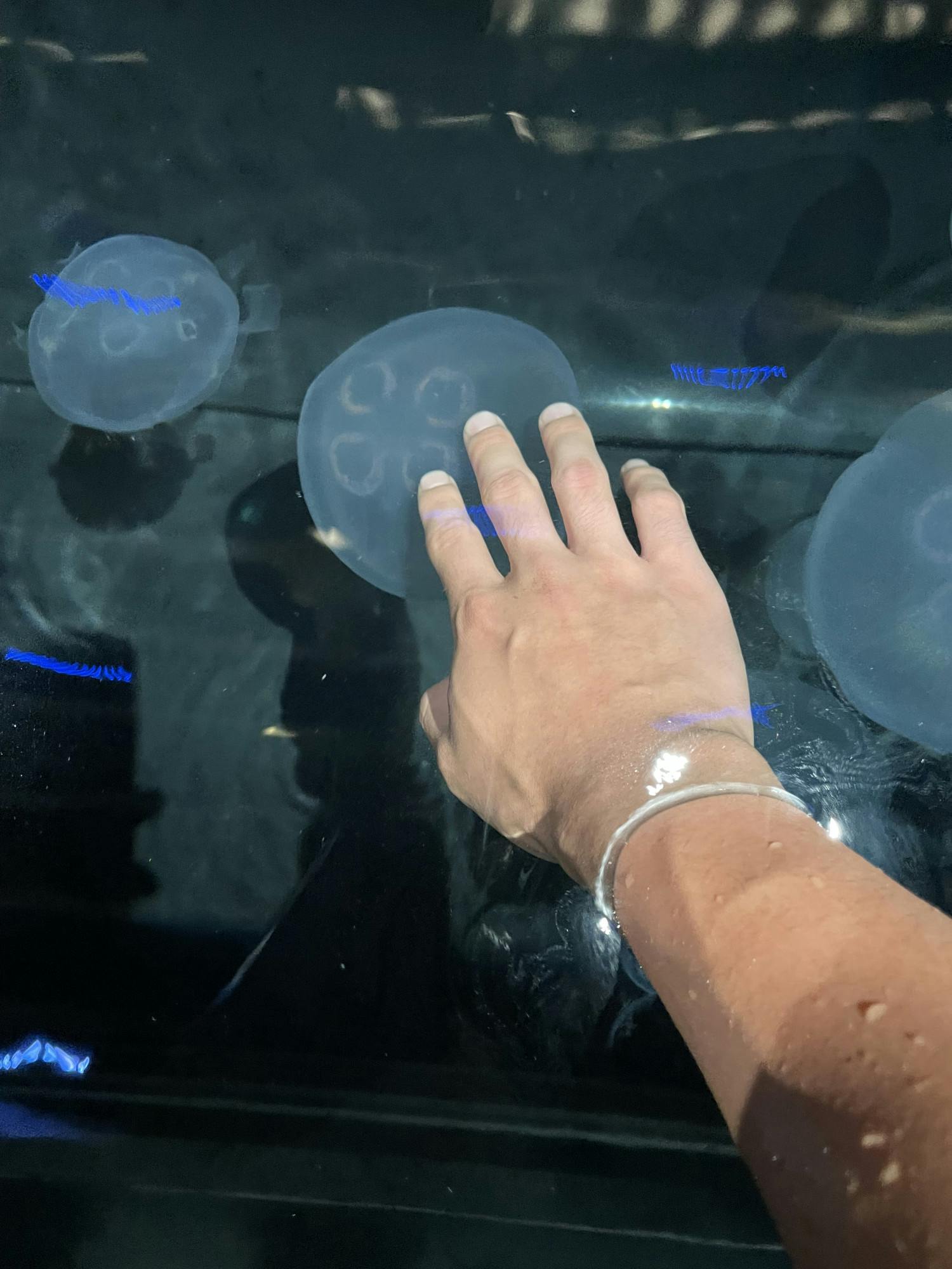 COURTESY OF ANDREW WU
Wu shares the intriguing similarity between choosing your first camera and petting jellyfish for the first time.&nbsp;