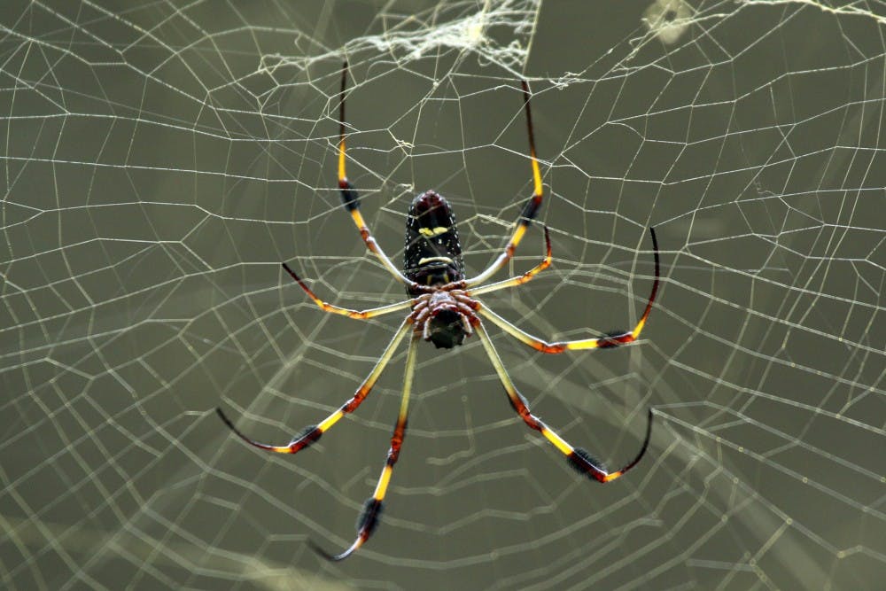 LUCARELLI/CC-By-3.0
The recluse spider uses loops to increase the strength of its silk.