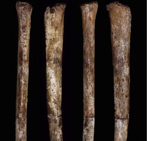  LEE ROGER BERNER RESEARCH TEAM/ CC-BY-4.0 