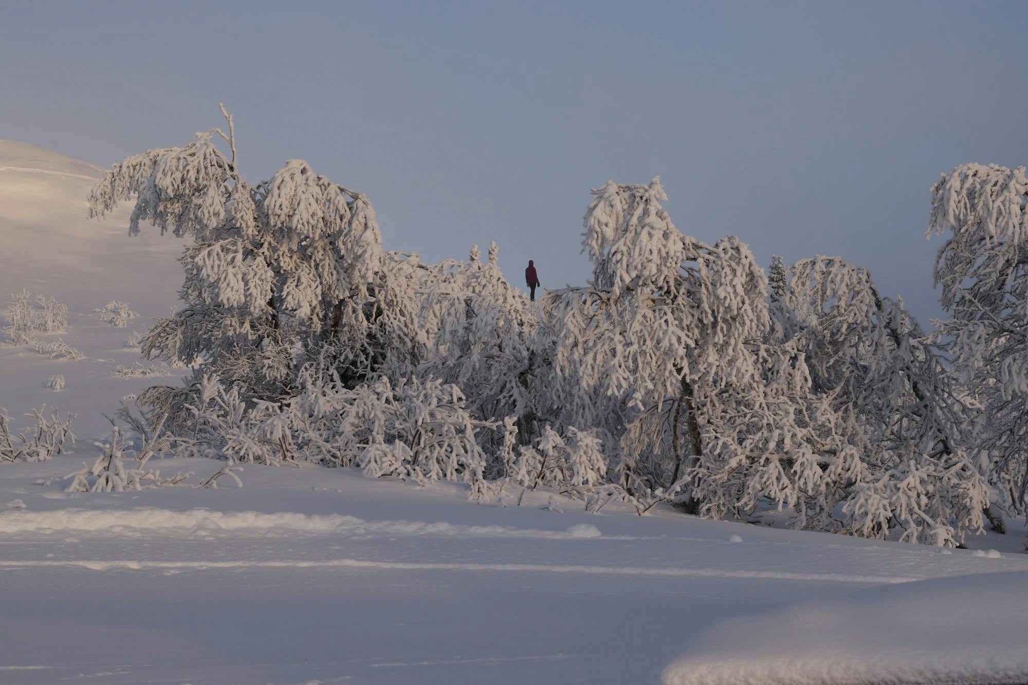 COURTESY OF CAS GUSTAFSSON