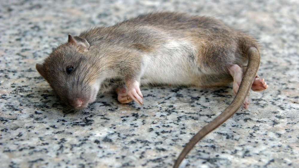 PUBLIC DOMAIN
An electrophphoretic neural implant used in mice can control epilepsy.