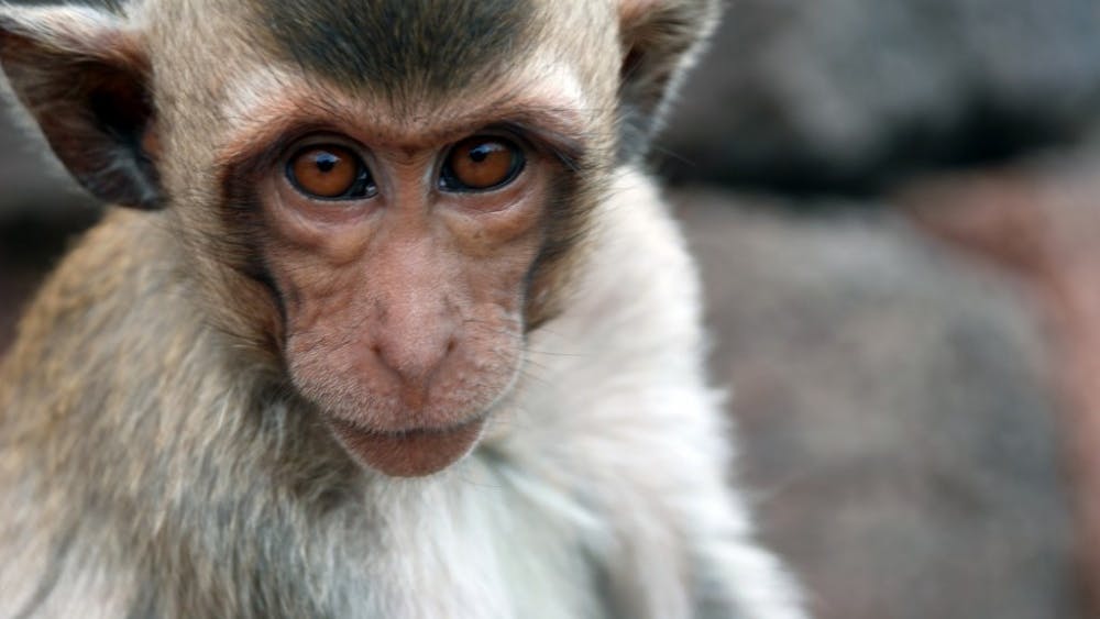  Chris huh/CC-by-sA-3.0
Researchers have genetically altered monkeys in order to create a better model for studying autism.