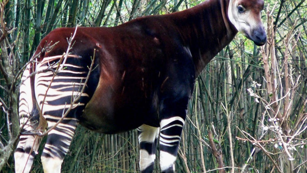 RAUL654/ CC BY-SA 3.0
The okapi, despite its zebra stripes, is the only known relative of the giraffe.