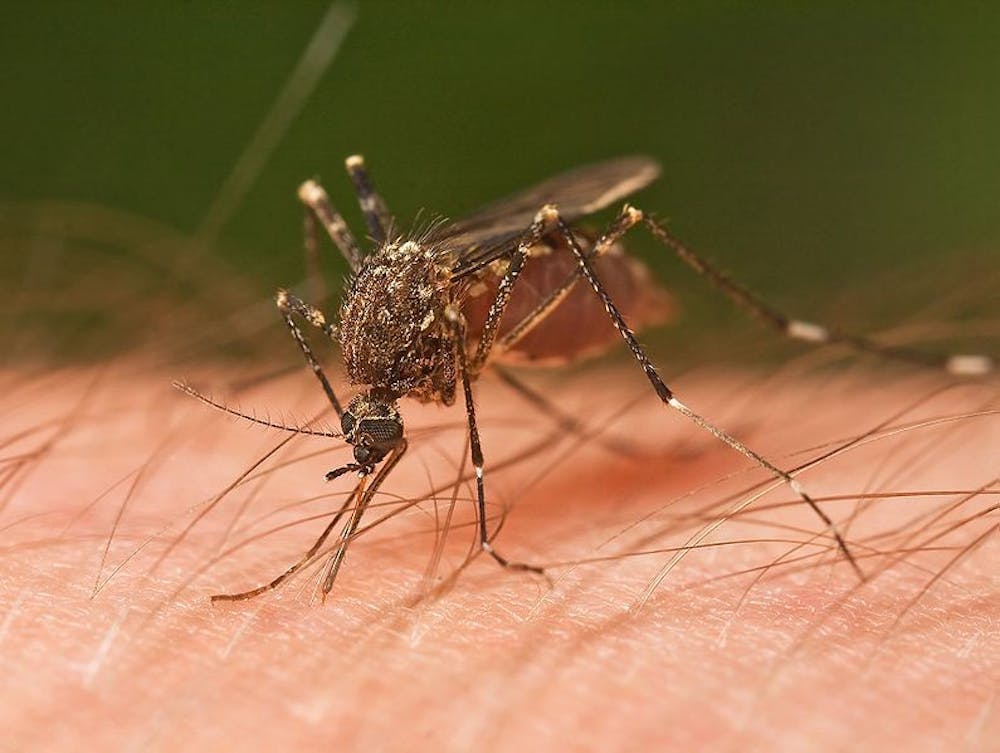 B9-mosquitos