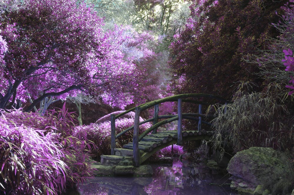 mystical-garden