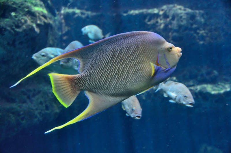 Research shows that fish can also get depressed - The Johns Hopkins News-Letter