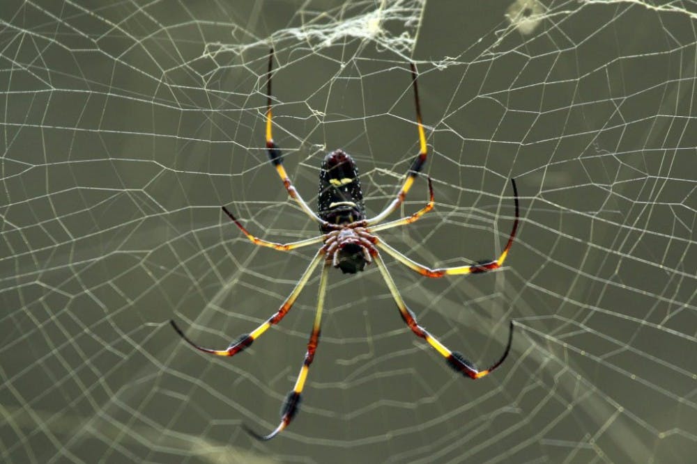  LUCARELLI/CC-By-3.0
The recluse spider uses loops to increase the strength of its silk.