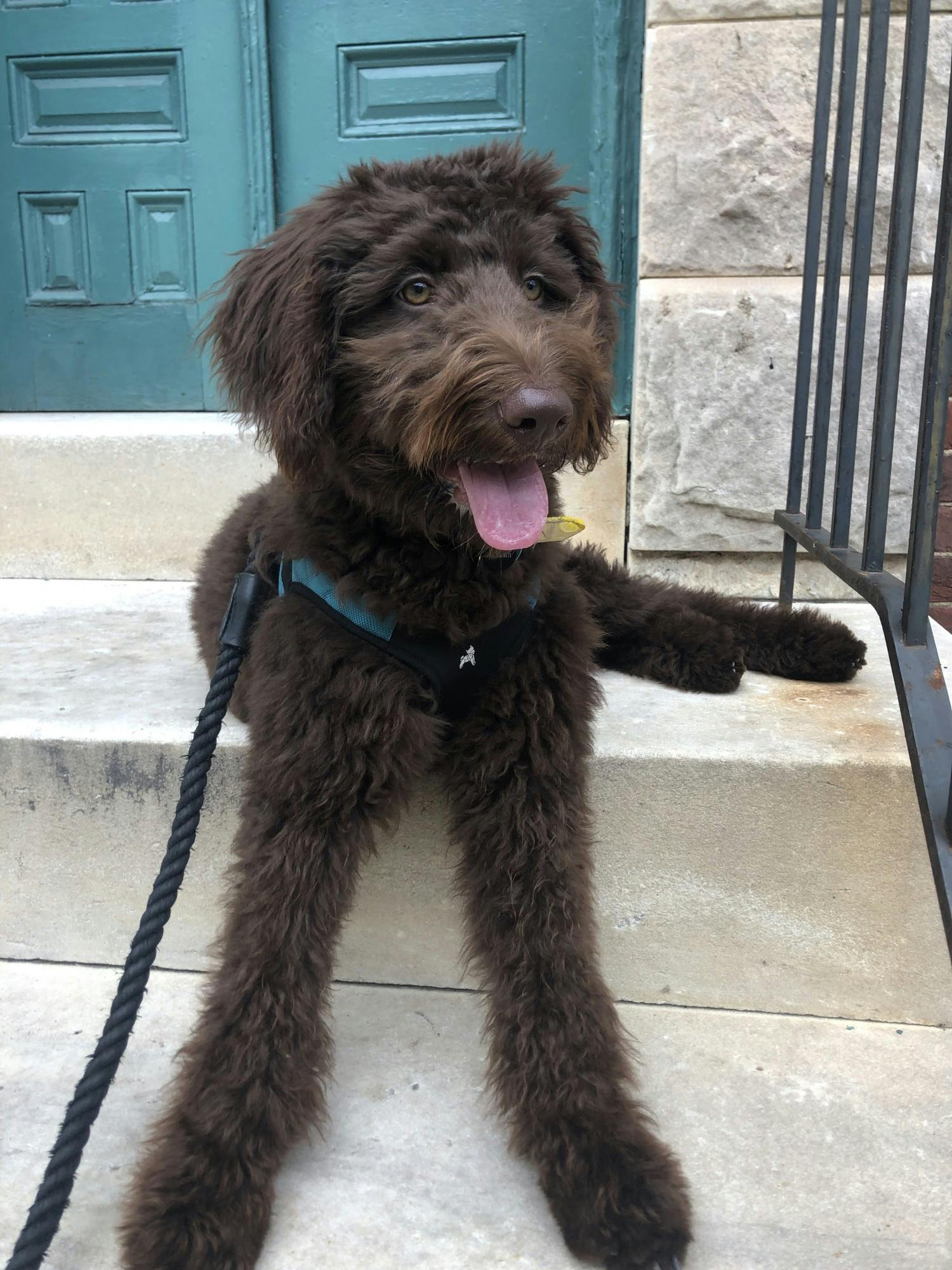 COURTESY OF LAURA WADSTEN
Wadsten has found an outlet for self care in walking her furry friend Stella.