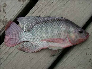 Courtesy of http://memory.loc.gov. Richard Henry Lee: the real author of the Declaration of Independence?