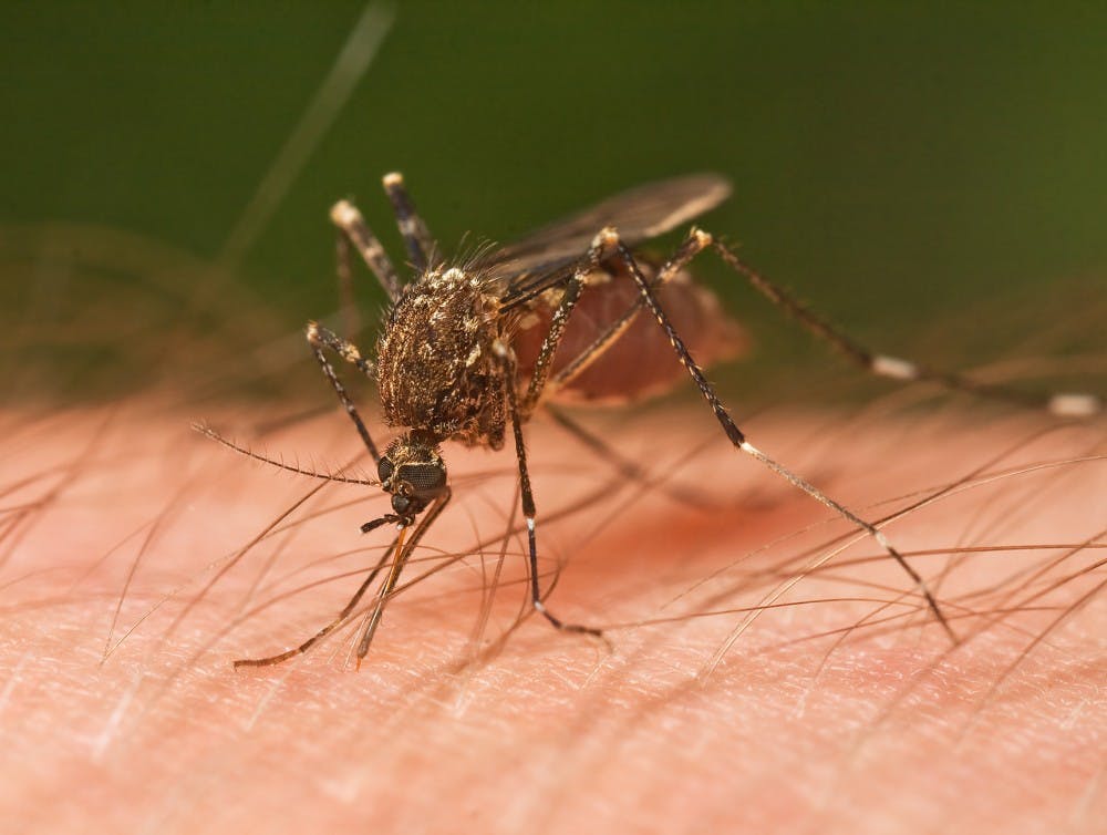 JJ Harrison/CC BY-SA 3.0
Mosquito-borne diseases are more likely to affect women in the home.