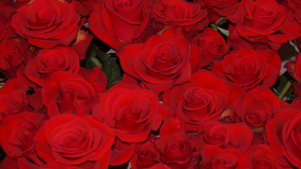 EISTRETER/CC BY-SA 3.0
The rose is a common trope in the TV show The Bachelor. which is now in its twenty second season.