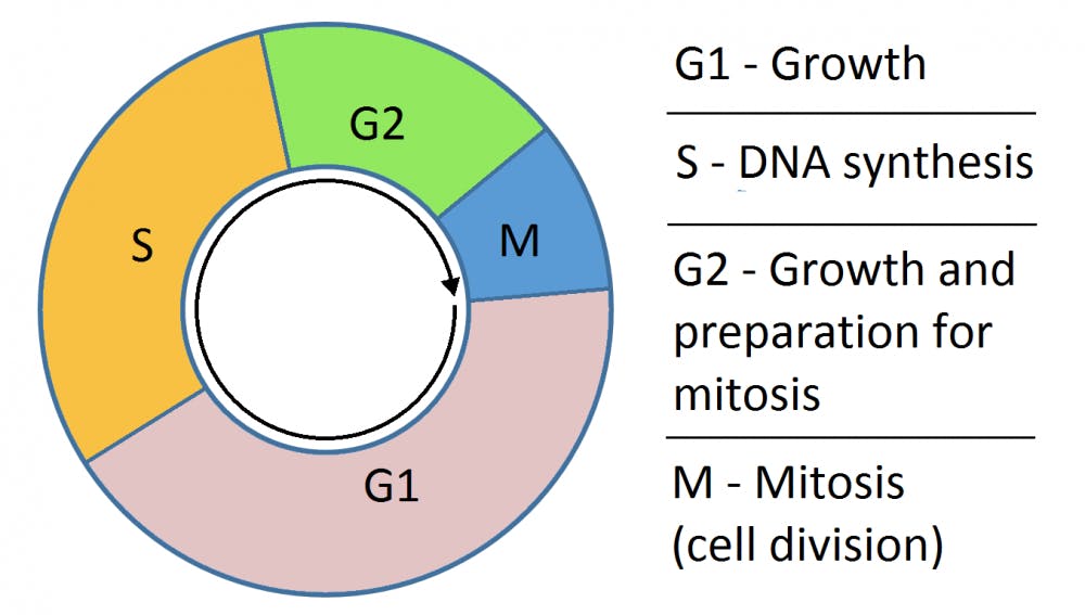  SIMON CAULTON/ CC-by-SA-3.0
BrdU enters during the S-phase of the cell cycle, when DNA is copied.