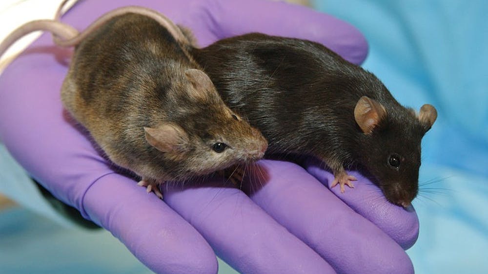 PUBLIC DOMAIN
The study can be applied to human health as mice age similarly to humans.