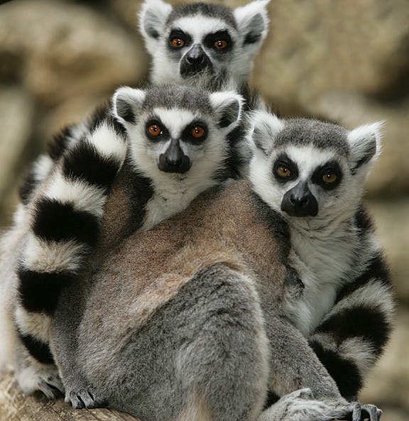 COURTESY OF WWW.PEOPLE.DUKE.EDU
Lemurs are affected by parasites like tapeworms.