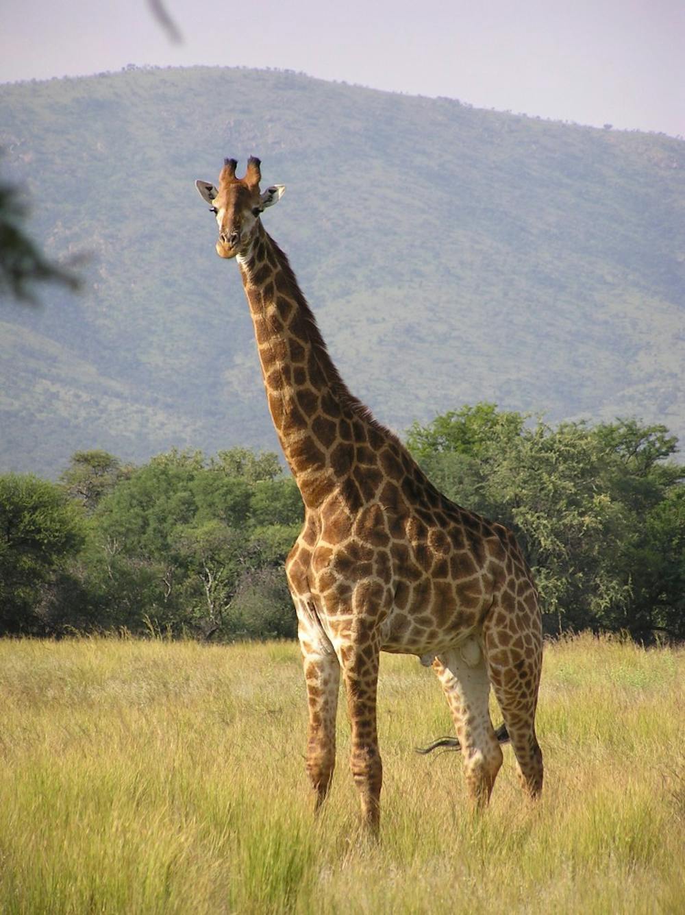 B7_Giraffe