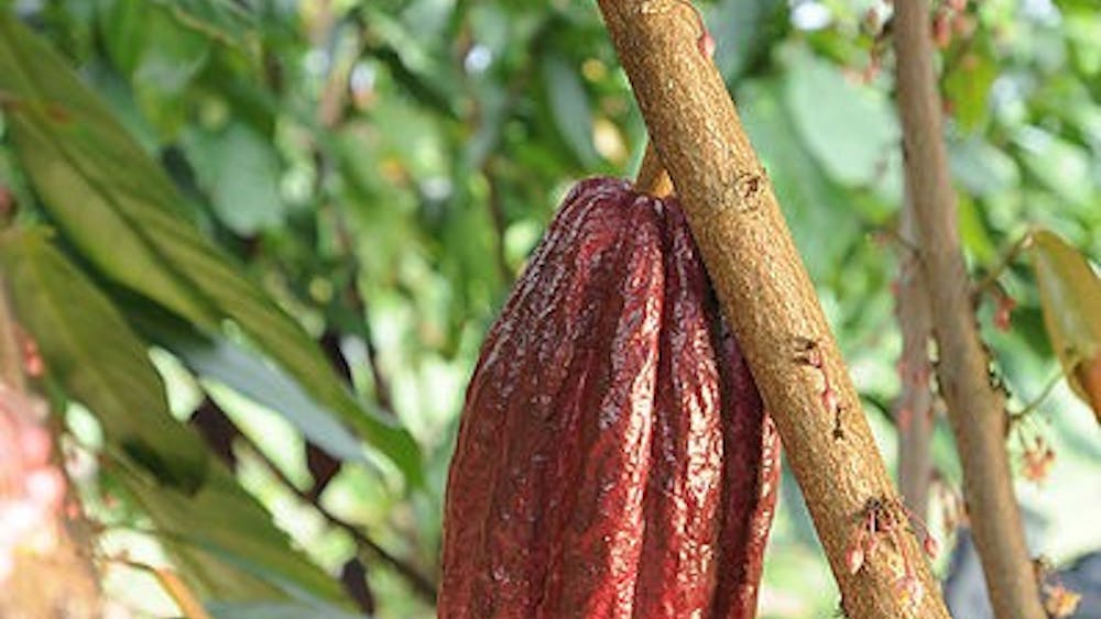 CC BY SA 3.0 / UVEEDZIGN
Certain compounds in cocoa can help the body respond to increased glucose.