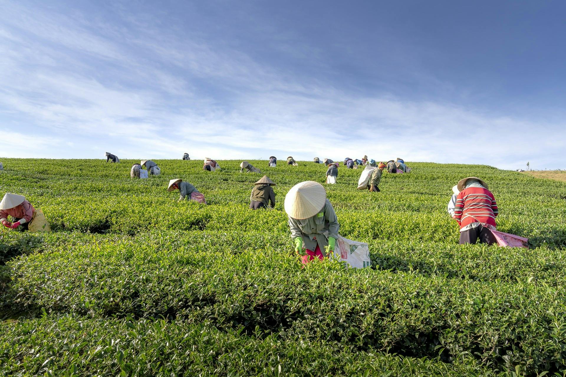 PUBLIC DOMAIN
Farming and agricultural practices are affected by climate change.