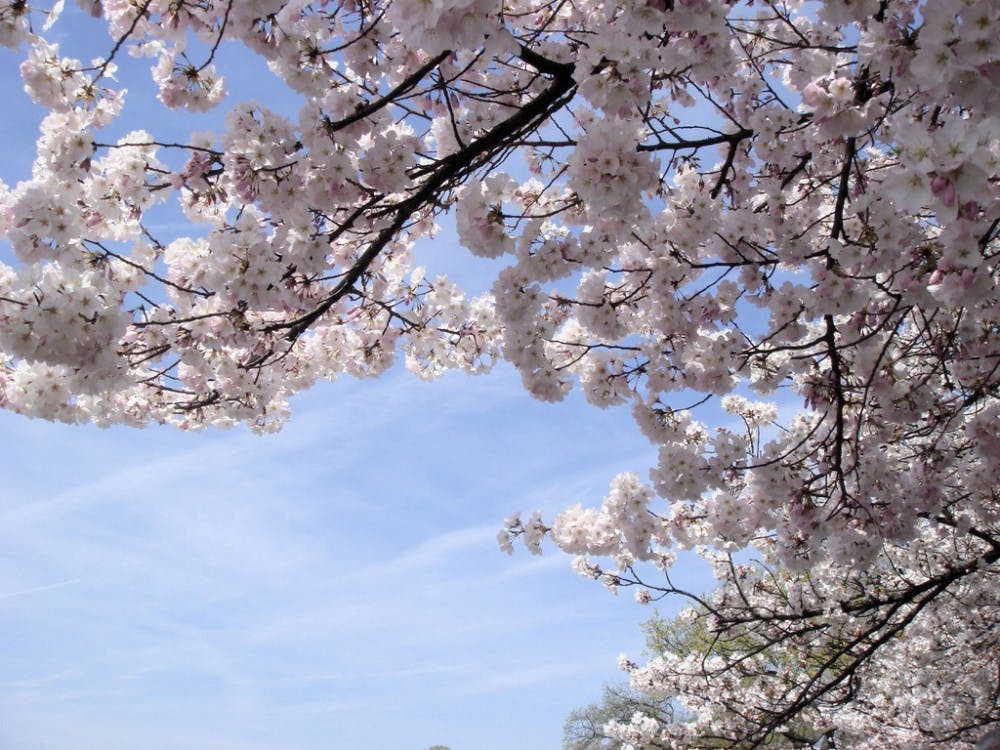 courtesy  of www.commons.wikipedia.org
Check out the cherry blossoms and other spring foliage on campus or in Washington D.C.