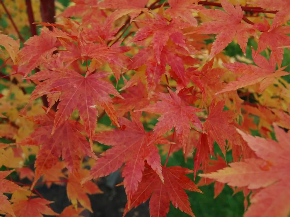 MICHAEL CARRUTH / CC BY-NC-ND 2.0
Huang reflects on her college experiences during fall.