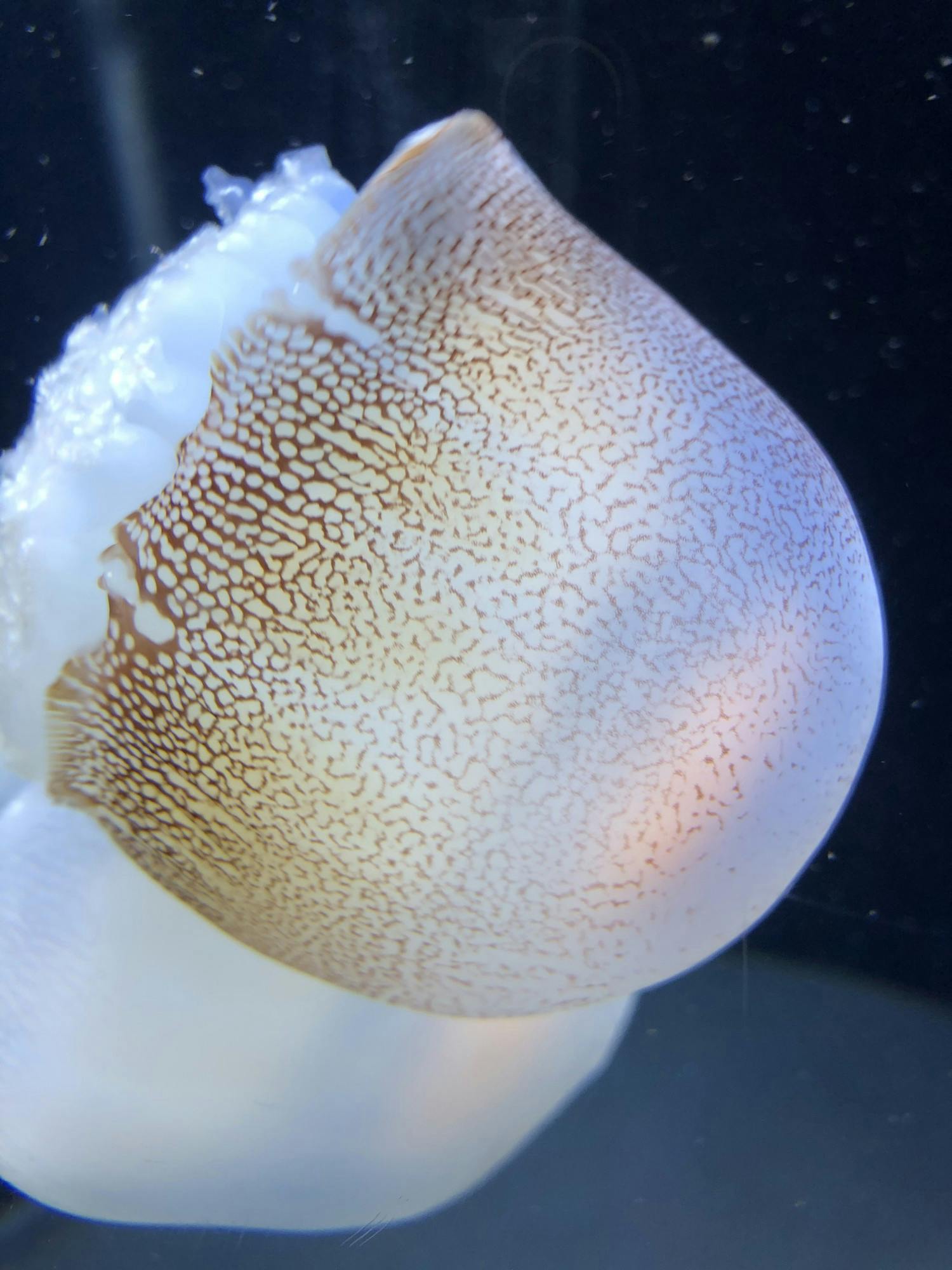 NEHA SANGANA/PHOTOGRAPHY EDITOR