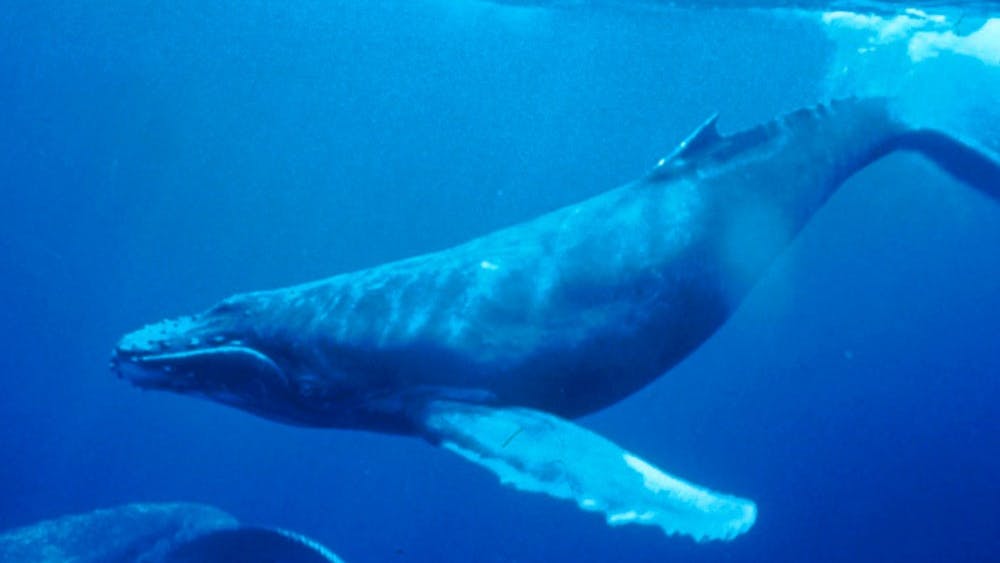PUBLIC DOMAIN
Bowhead whales exfoliate in response to warm weathers, which correspond to their annual migration pattern.