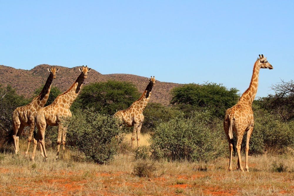 CHARLESSHAR/CC-BY-SA4.0
Researchers proved that giraffes are four genetically isolated species.