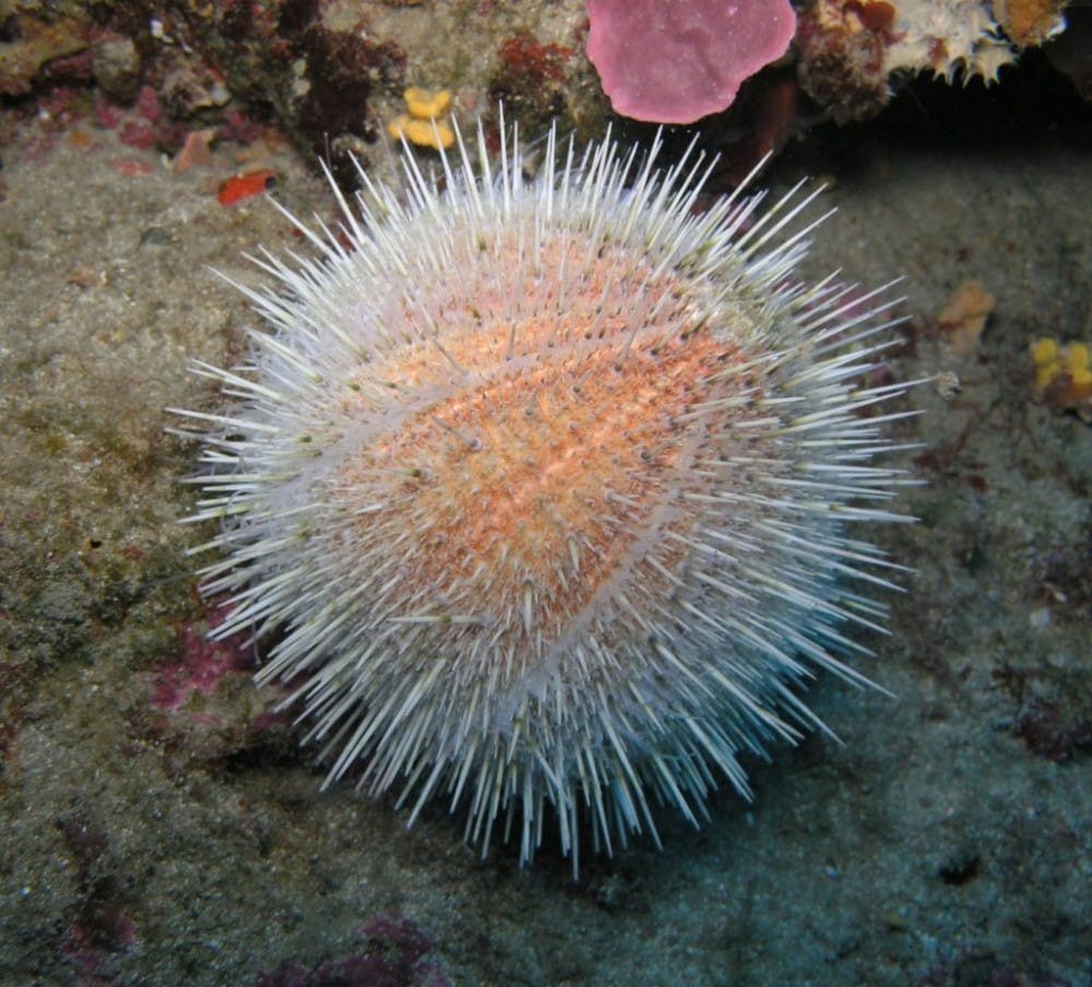  Marco busdraghi/CC-BY-3.0
Scientists across the world are investigating how sea urchins could be used to replace human bone.