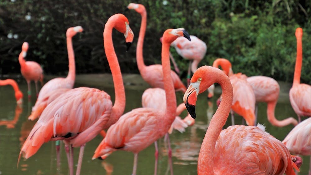 PUBLIC DOMAIN
Our Planet explores the dangerous effects that climate change creates.