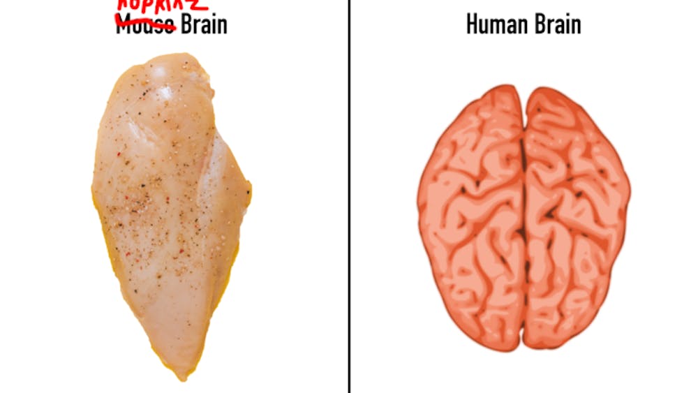 COURTESY OF THE E. GO LAB
Hopkins students found to have smoother brains than students at peer institutions.