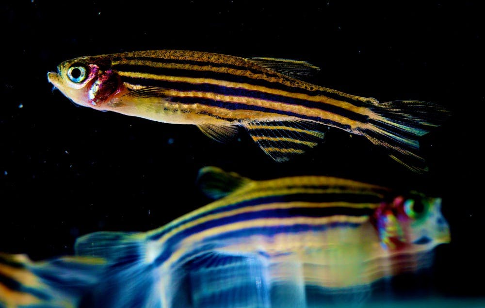 NICHD/cc-by-2.0
Researchers observed the development of melanoma tumors in genetically altered zebra fish.