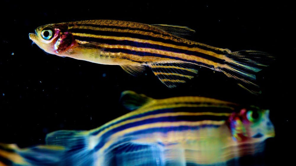 NICHD/cc-by-2.0
Researchers observed the development of melanoma tumors in genetically altered zebra fish.
