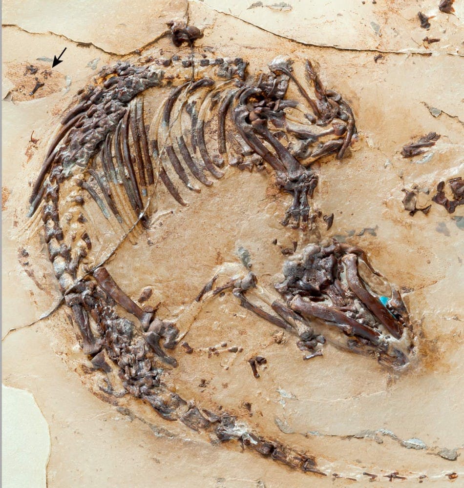  Courtesy of GEORG OLENSCHINSKI/ Thomas Martin et al
Preserved fur shadows of Spinolestes can be seen around the fossil.