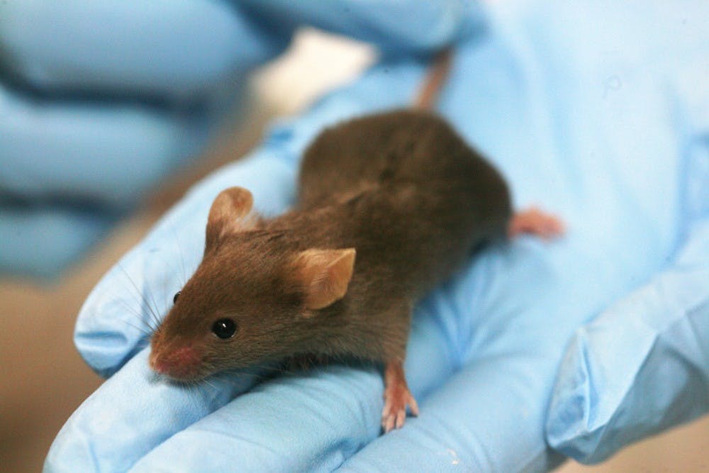PUBLIC DOMAIN
Germ free mice given human subject microbiomes showed dramatic weight gain or loss. 