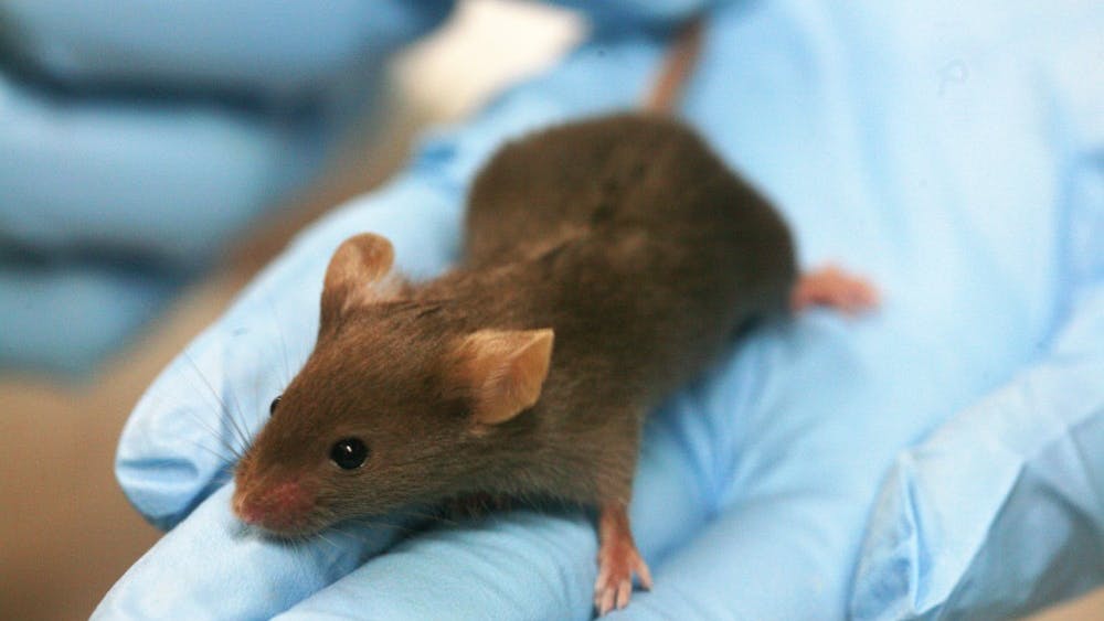 PUBLIC DOMAIN
Germ free mice given human subject microbiomes showed dramatic weight gain or loss. 
