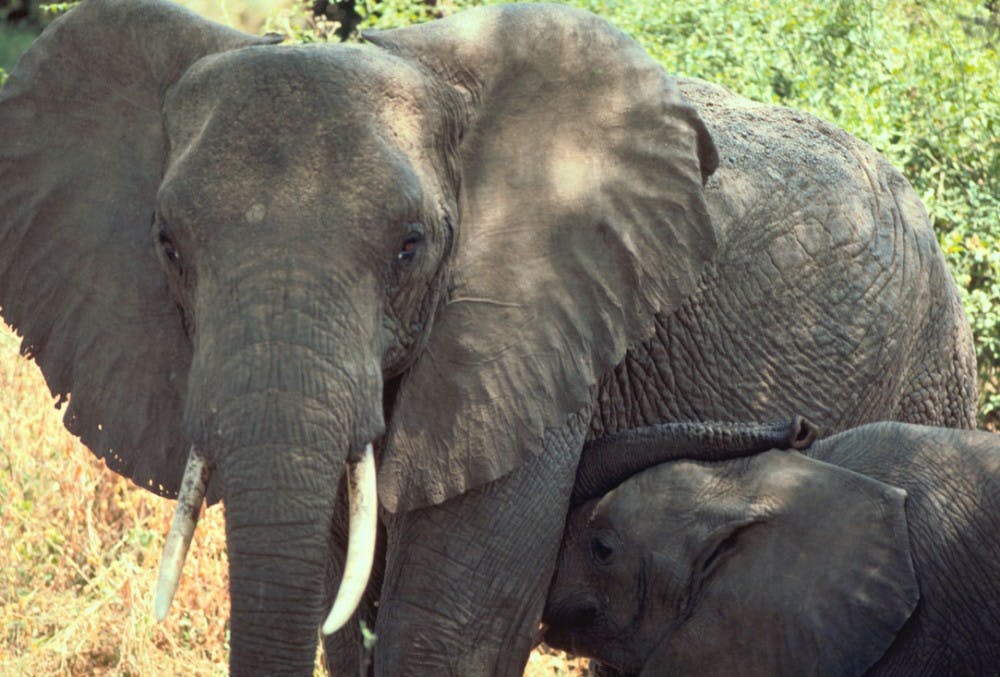 COURTESY OF WWW.FWS.GOV
Studies show that elephants are not more dangerous when intoxicated.