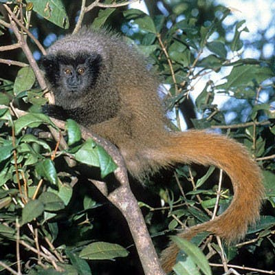primate.wisc.edu
The Callicebus caquetensis belongs to a rare species of titi monkeys that purrs like the regular housecat. 
