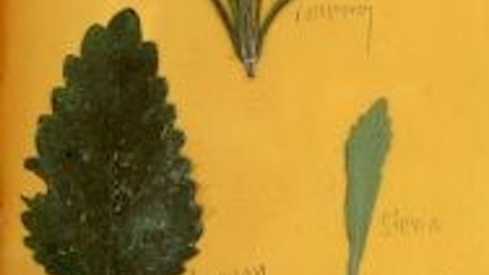 COURTESY OF OLLIE
The cover of the 10th issue of the Beast Grrl zine, titled “Cultivate.”