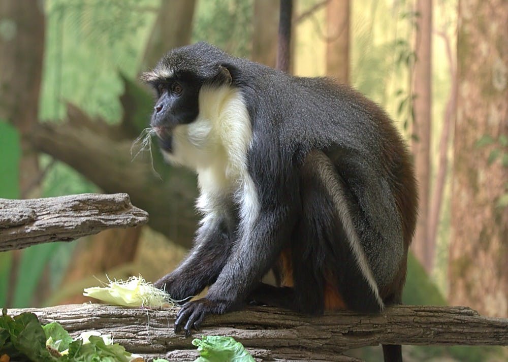 Diana Monkey - Cercopithecus diana