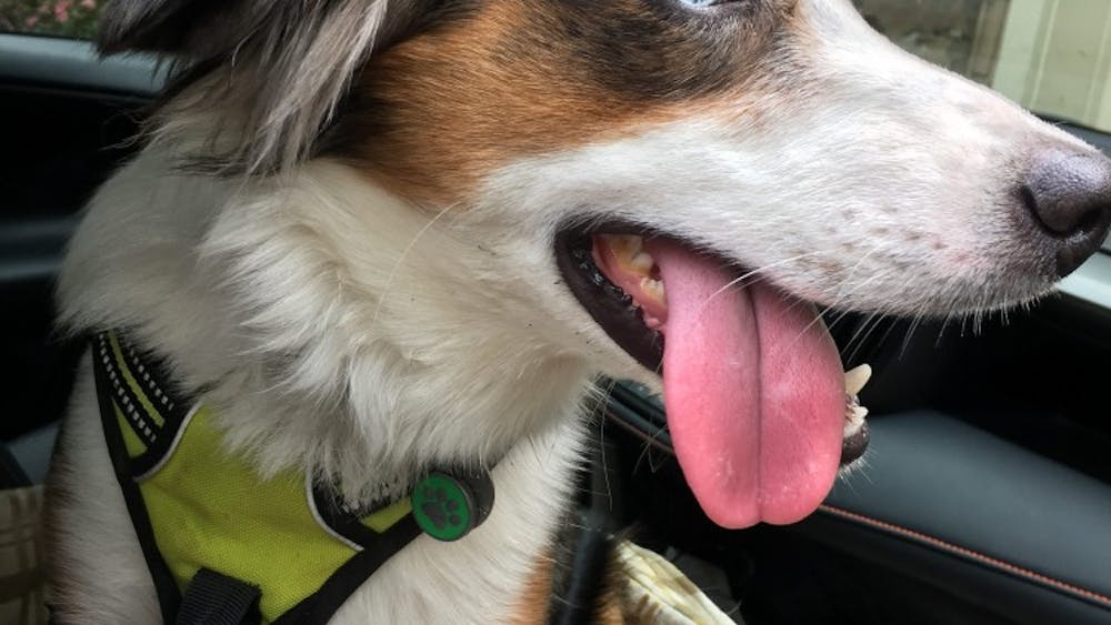 ALL PICTURES COURTESY OF GILLIAN LELCHUK
My dog, Neo, riding in his car seat in
various stages of his life.