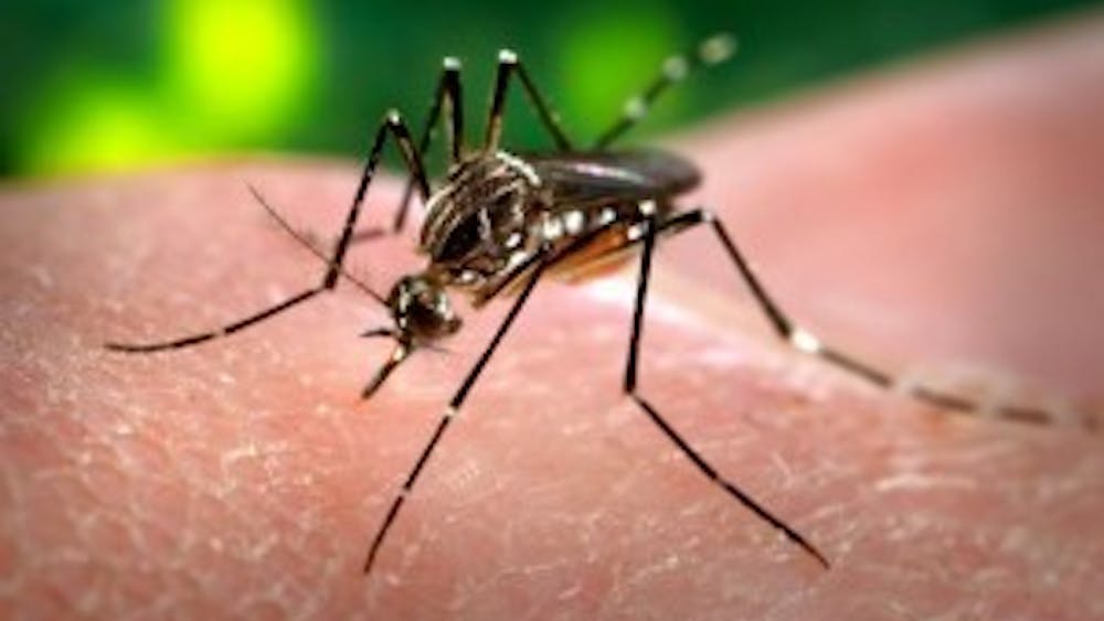  james gathany/public domain
 The WHO considers the mosquito-born Zika virus a global emergency.