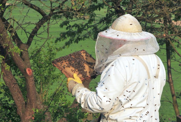 Michael gäbler/cc-by-3.0
Beekeepers may need to consider how much antibiotic use is optimal.