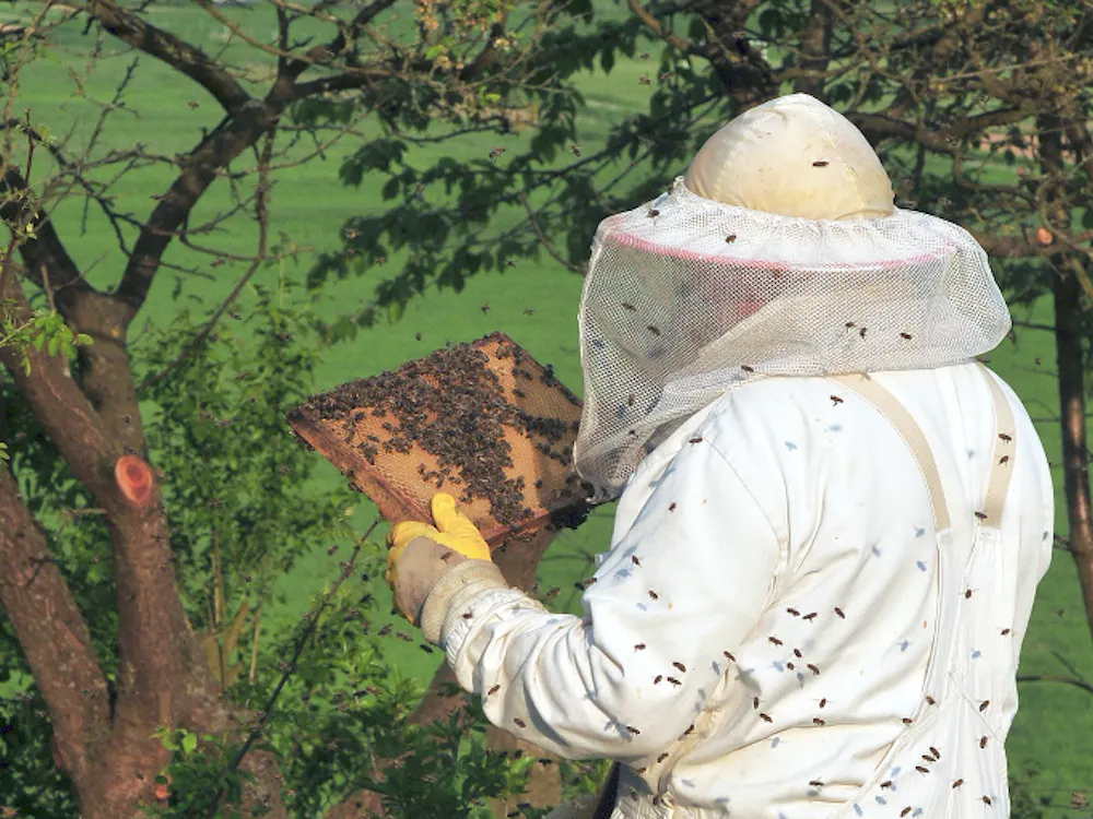 Michael gäbler/cc-by-3.0
Beekeepers may need to consider how much antibiotic use is optimal.